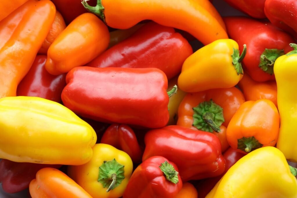 Red-Yellow Capsicum Polyhouse Farming