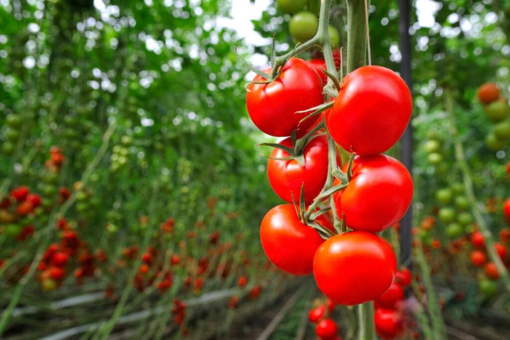 Tomatoes Polyhouse Farming