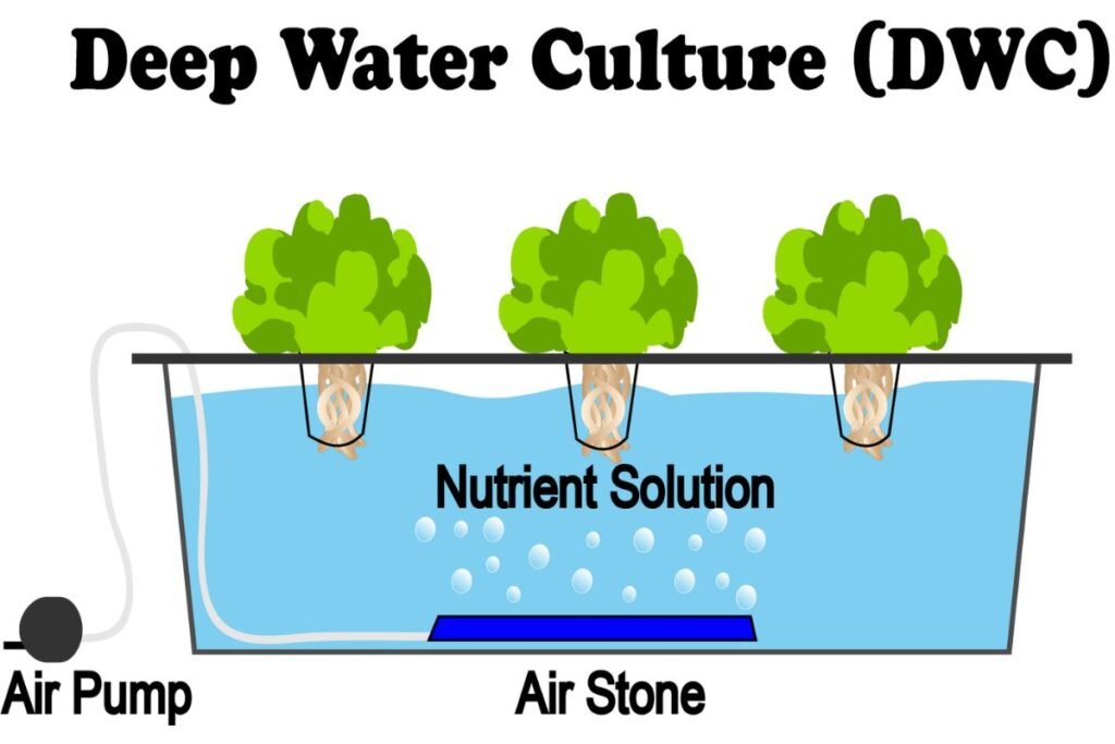 Deep Water Culture Hydroponics