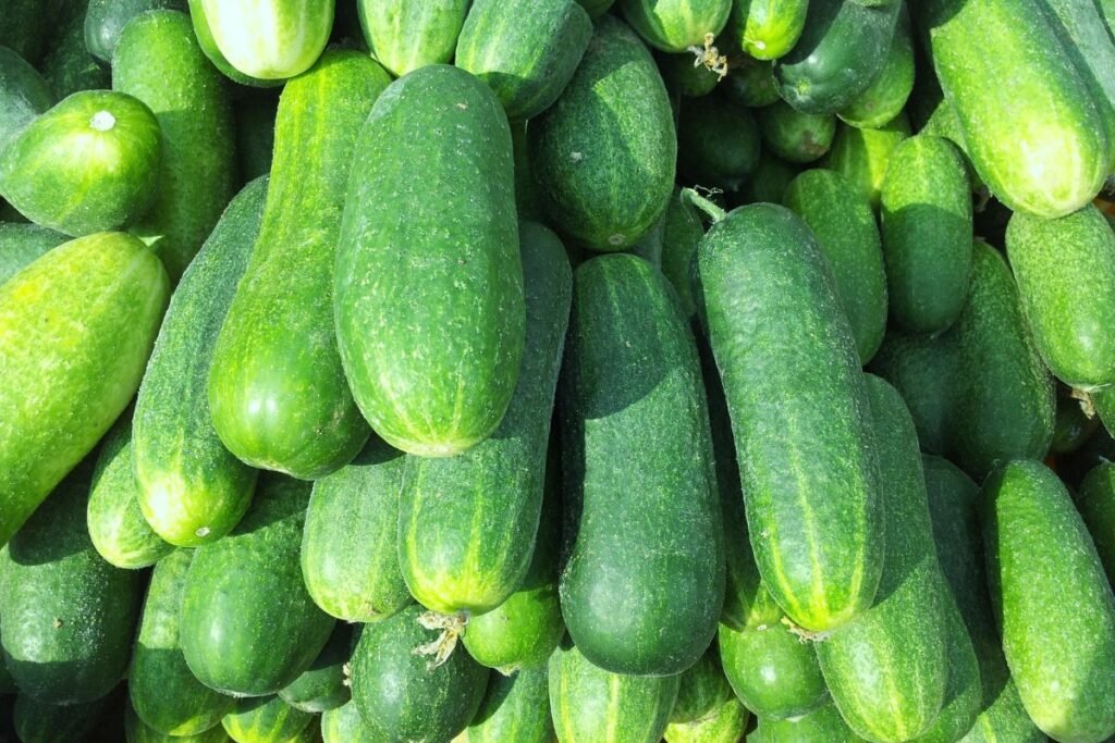 Cucumber Polyhouse Farming