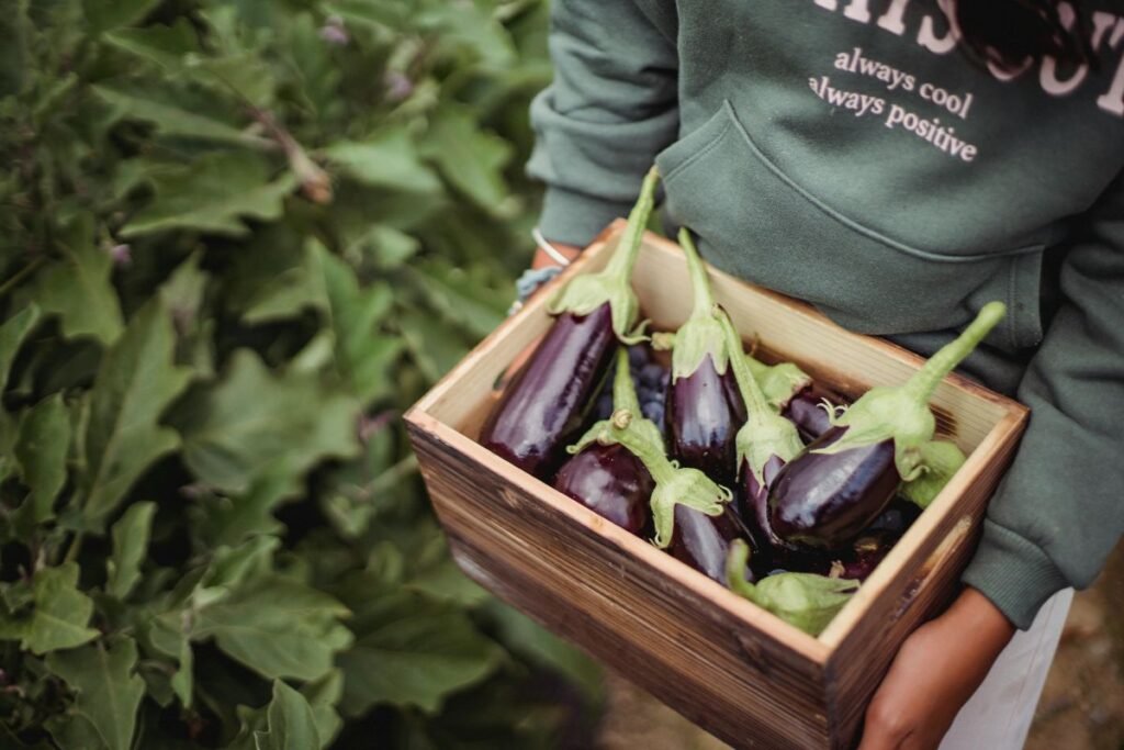 Brinjal Polyhouse Farming