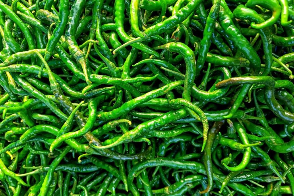 Green Chilies Polyhouse Farming