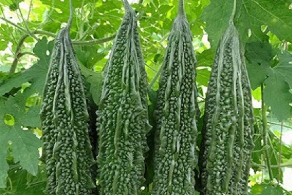 Bitter Gourd