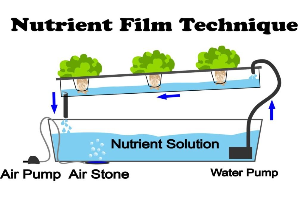 Nutrient Film Technique (NFT) Hydroponics