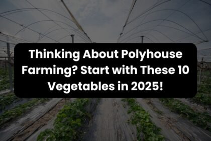 Thinking About Polyhouse Farming Start with These 10 Vegetables in 2025!