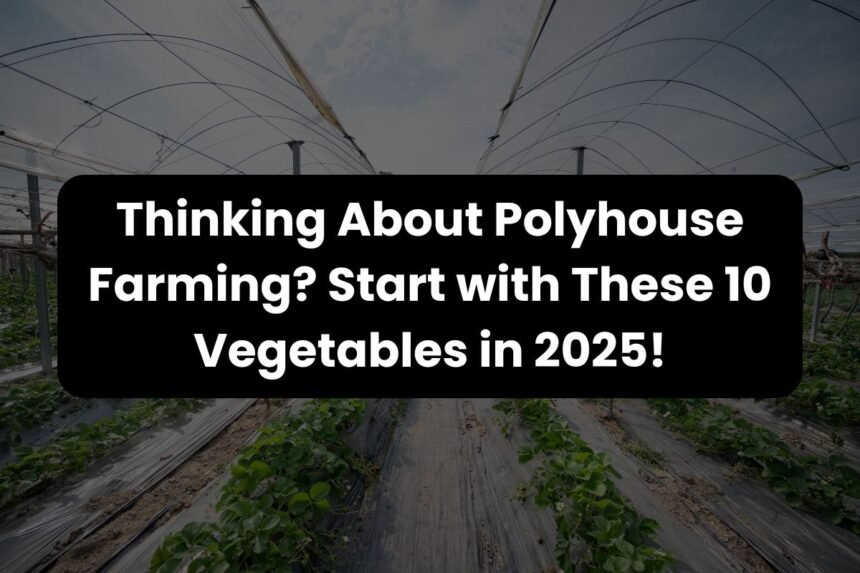 Thinking About Polyhouse Farming Start with These 10 Vegetables in 2025!